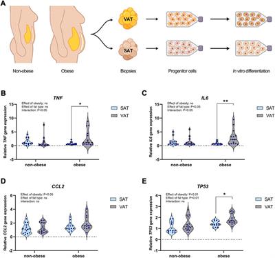 Human visceral and subcutaneous adipose stem and progenitor cells retain depot-specific adipogenic properties during obesity